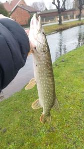 Northern Pike