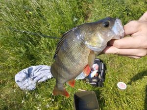 European Perch
