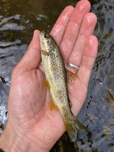 Brown Trout