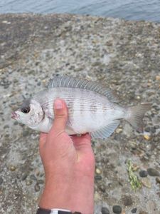 Black Seabream