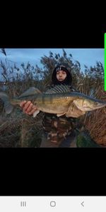 Zander