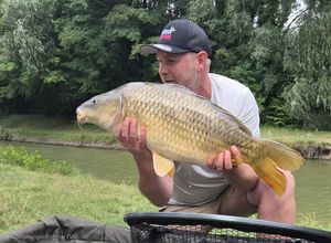 Common Carp