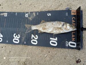 European Bass (Seabass)