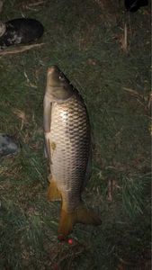 Common Carp