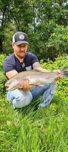 Rainbow Trout