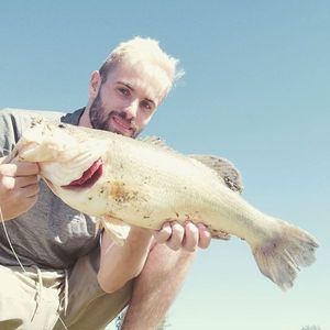 Largemouth Bass