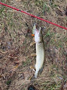 Northern Pike
