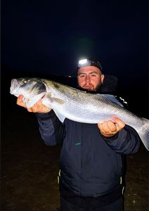 European Bass (Seabass)