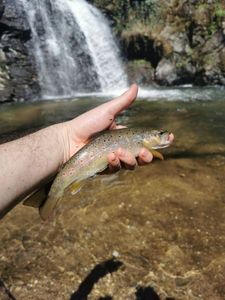 Brown Trout