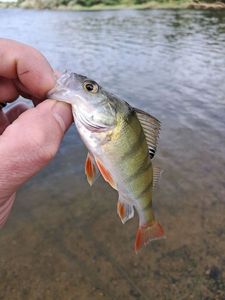 European Perch