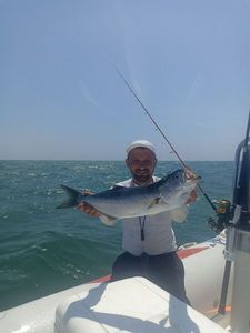 Bluefish