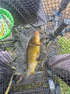 Tench