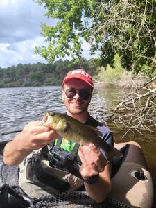 Largemouth Bass