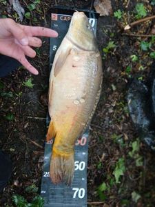 Leather Carp