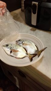 Common Two-banded Seabream