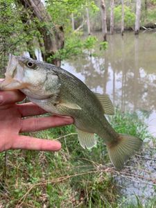 Smallmouth Bass