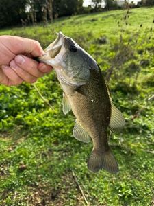 Smallmouth Bass