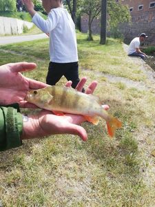 European Perch