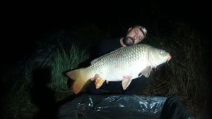 Common Carp