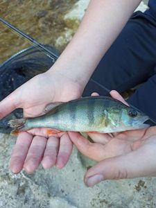 European Perch