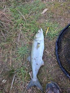 Bluefish