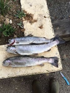 Rainbow Trout