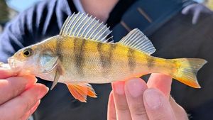 European Perch