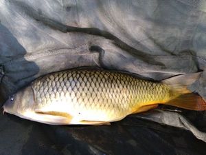 Common Carp