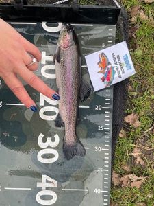 Rainbow Trout
