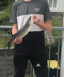 Thicklip Grey Mullet