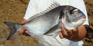 Fork-Tailed Threadfin Bream