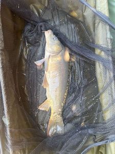 Mirror Carp