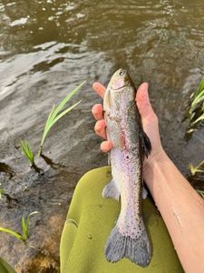 Rainbow Trout