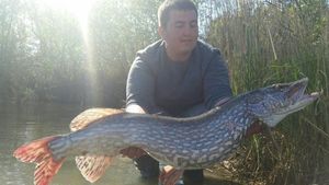 Northern Pike