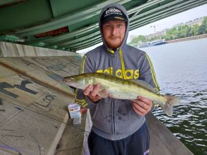 Zander