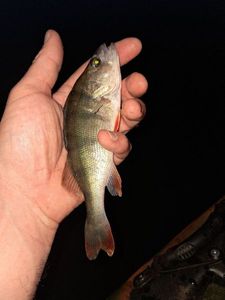 European Perch
