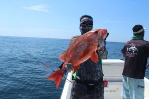 African Red Snapper