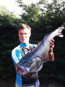 European Bass (Seabass)