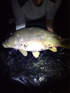 Mirror Carp