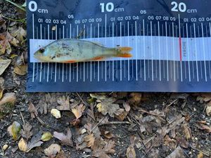 European Perch