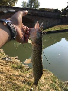 Northern Pike