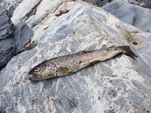 Brown Trout