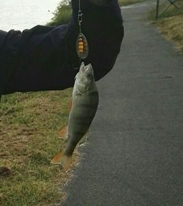 European Perch