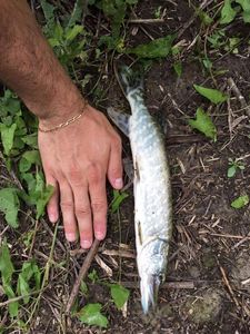 Northern Pike