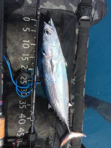Skipjack Tuna