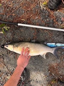 Thicklip Grey Mullet
