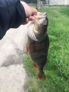 European Perch