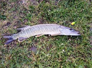Northern Pike