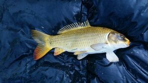 Koï Fish