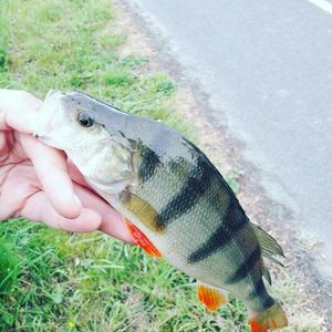 European Perch